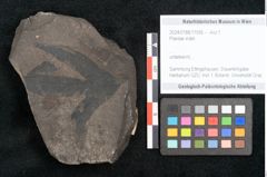 Foto (Objekt + Etikett) von Plantae indet.  (NHMW-GEO-2024-0188-11595)